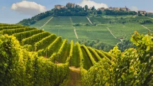 Vineyards in Barolo 2018