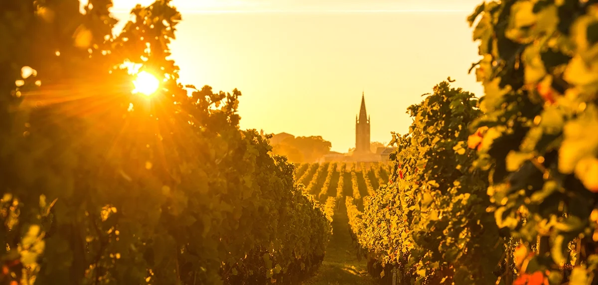 Bordeaux 2022 Field notes: Fear no more the heat o’ the sun