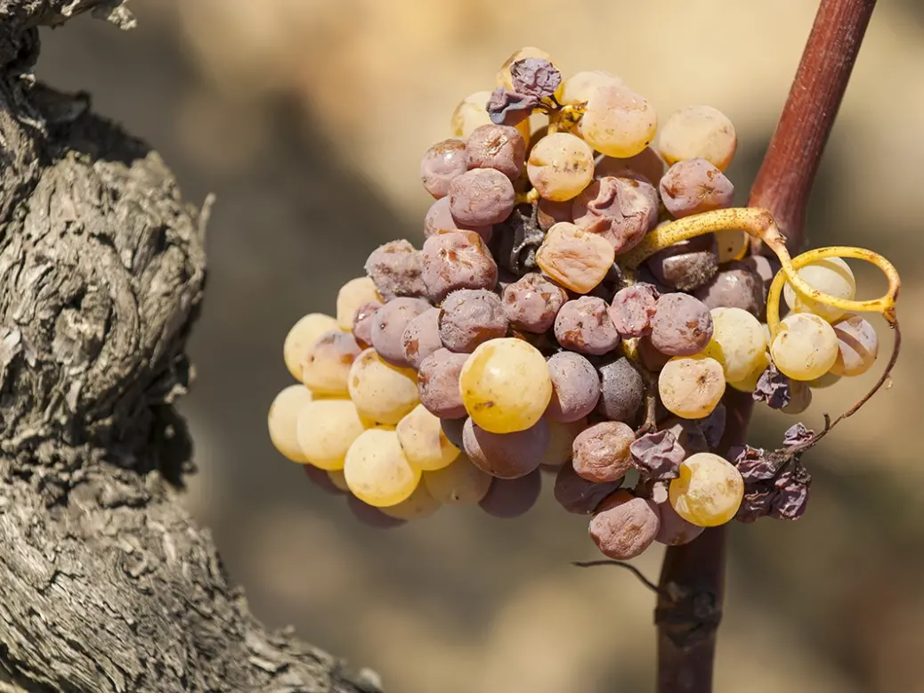 Sauternes and Barsac botrytis grapes