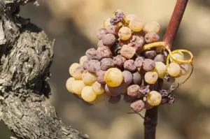 Sauternes and Barsac botrytis grapes