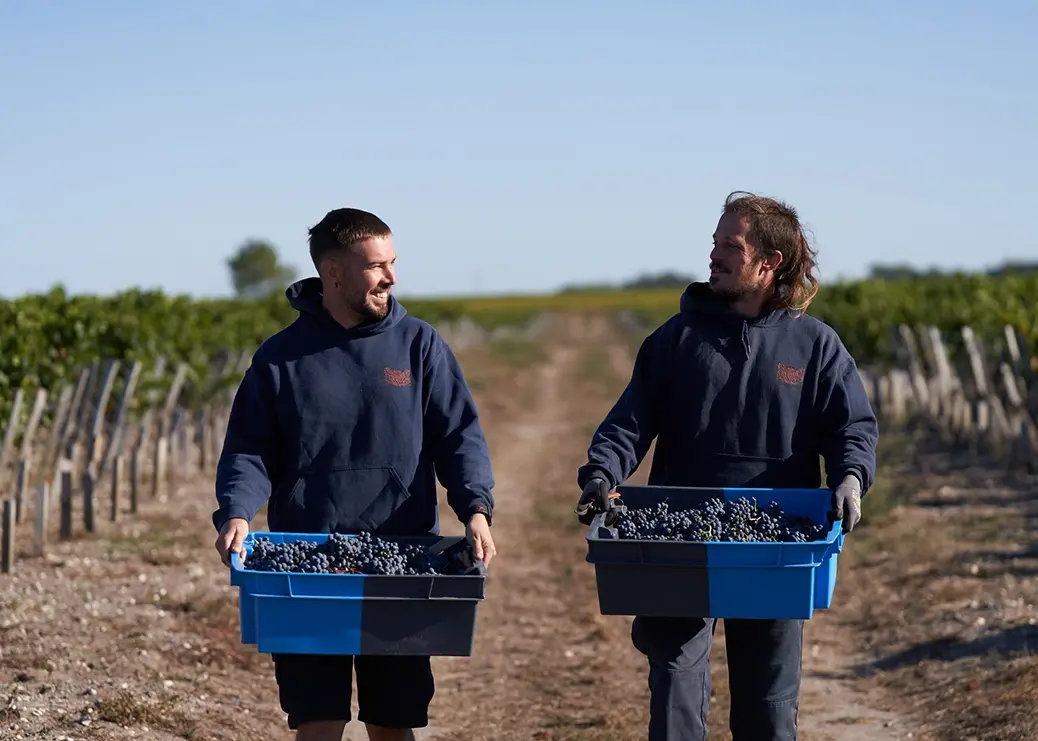 Bordeaux 2022 en primeur harvest at Château Pichon Baron