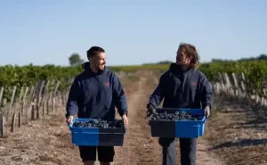 Bordeaux 2022 en primeur harvest at Château Pichon Baron