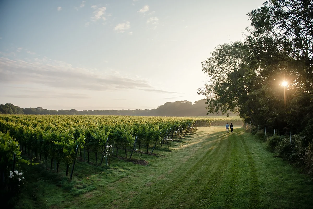 Building a special relationship: An American view of English wine