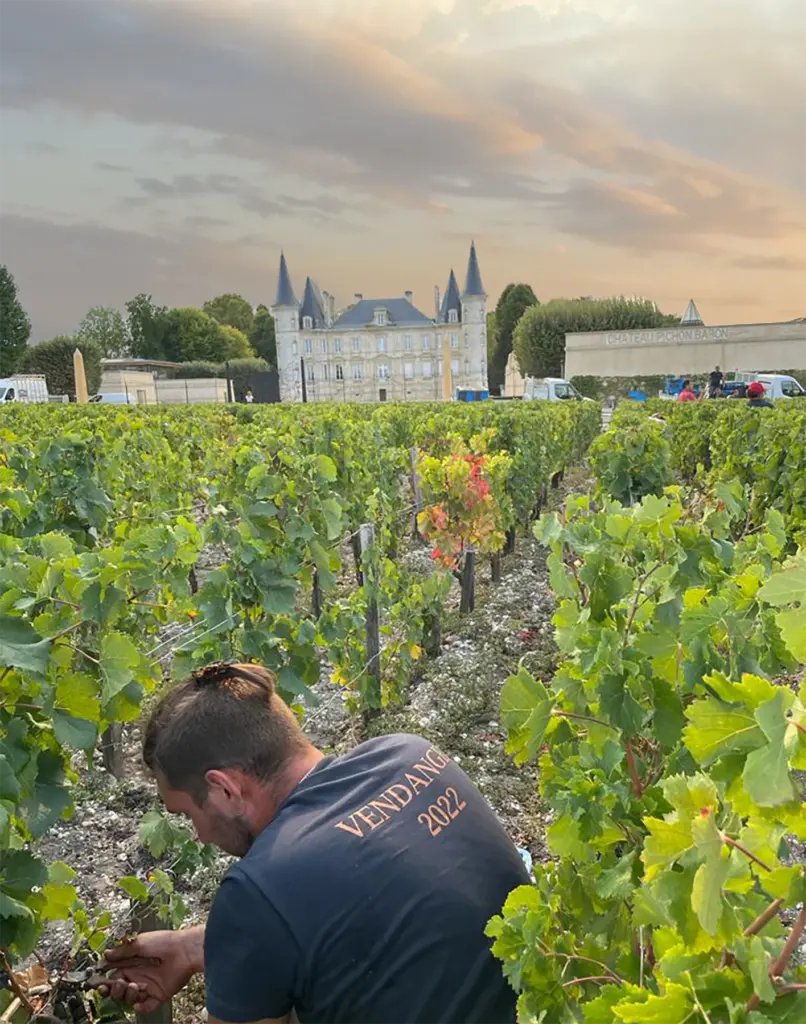 Bordeaux 2022 harvest at Château Pichon Baron