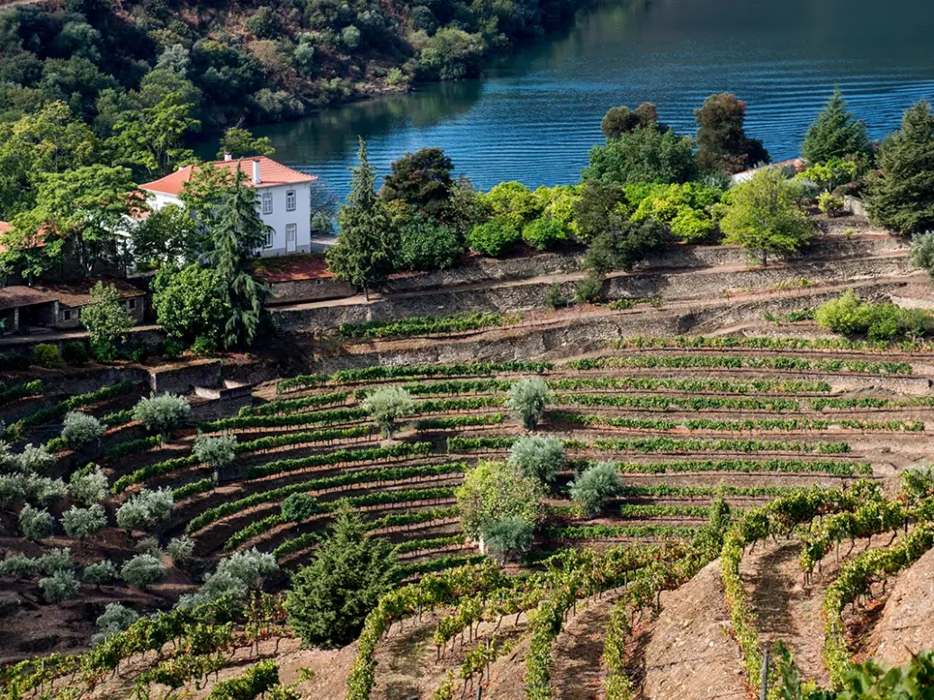 Vintage Port 2021 Graham's The Stone Terraces vineyard