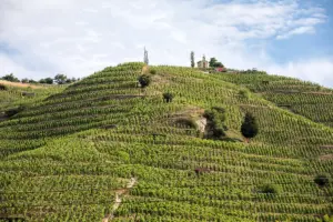 Michel Chapoutier vineyards in Hermitage, Rhône