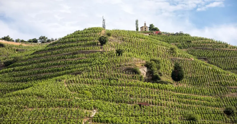 Rhône 2021 vintage review - Vimarsana News