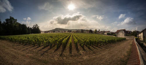 Clos du Mesnil vineyard