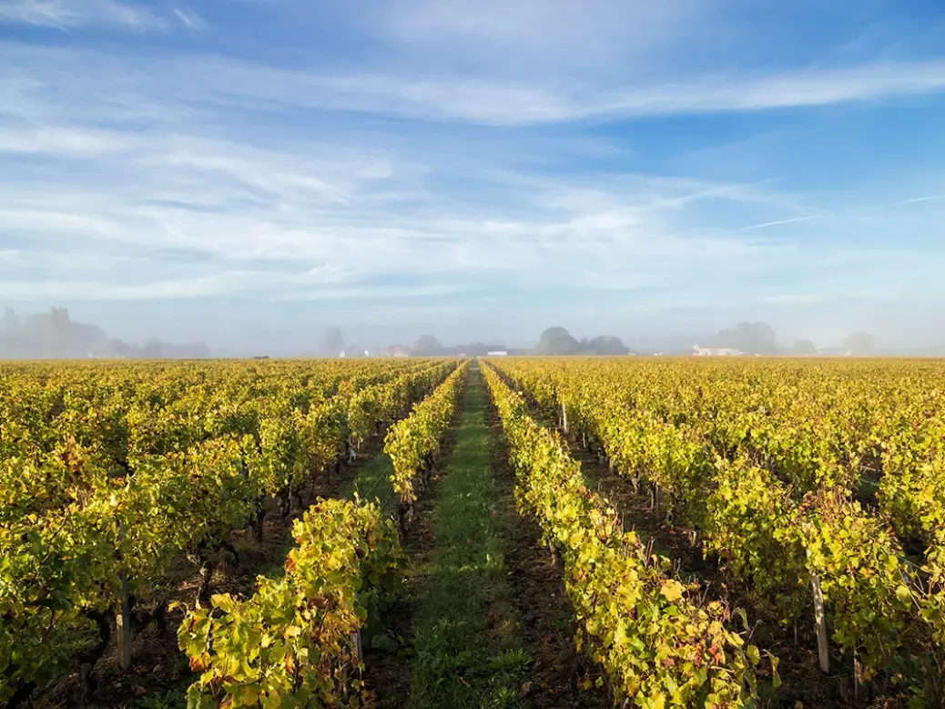 Bordeaux 2022 Sauternes vineyard in Barsac
