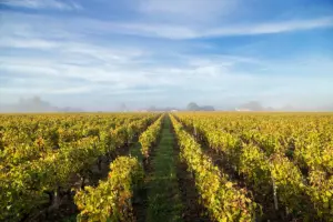 Bordeaux 2022 Sauternes vineyard in Barsac