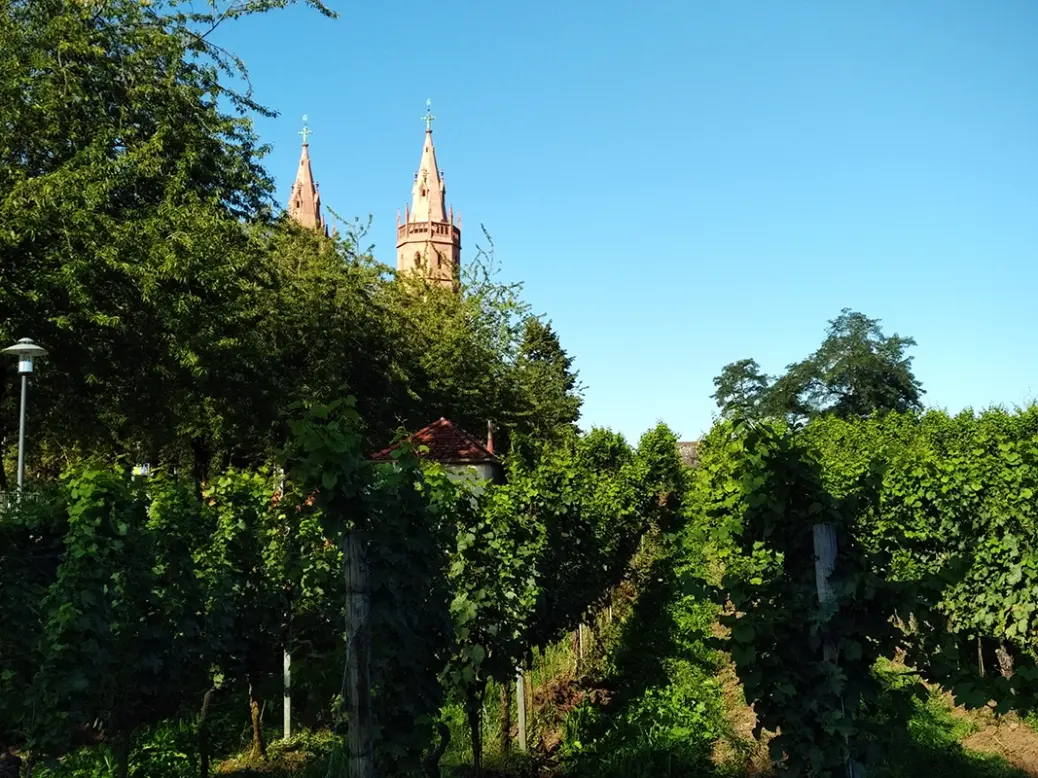 Liebfraumilch vineyard