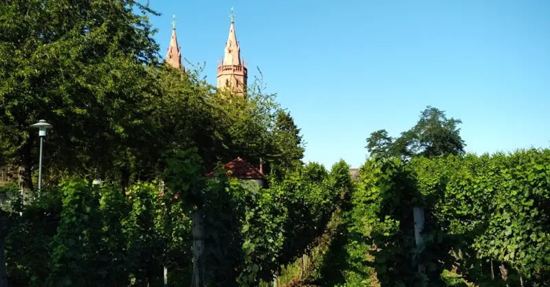 Liebfraumilch: A German icon comes full circle - Vimarsana News