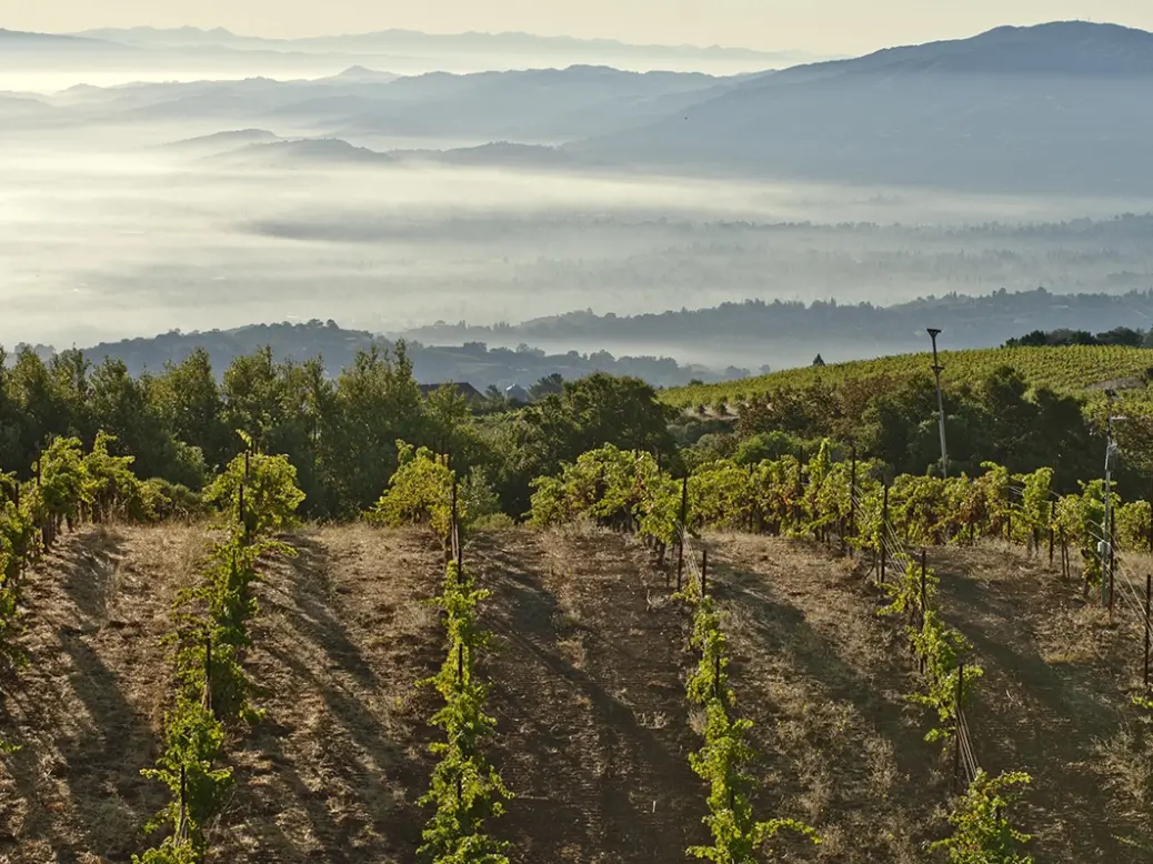 Ridge Monte Bello vineyards