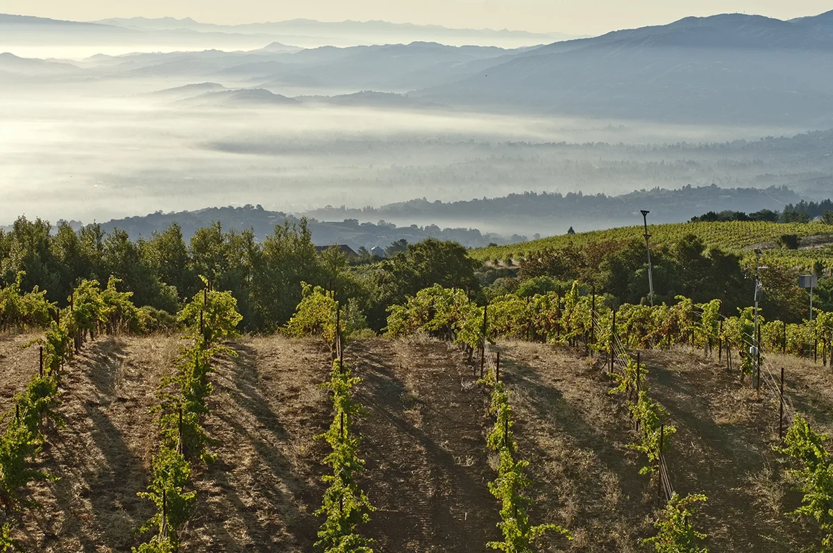 Ridge Monte Bello: The original fine California wine