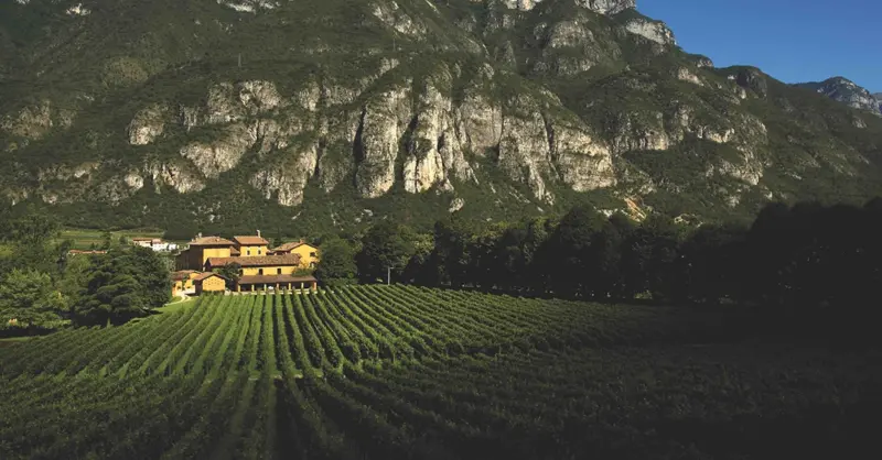 Tenuta San Leonardo 1987–2017: An Italian classic comes of age - Vimarsana News
