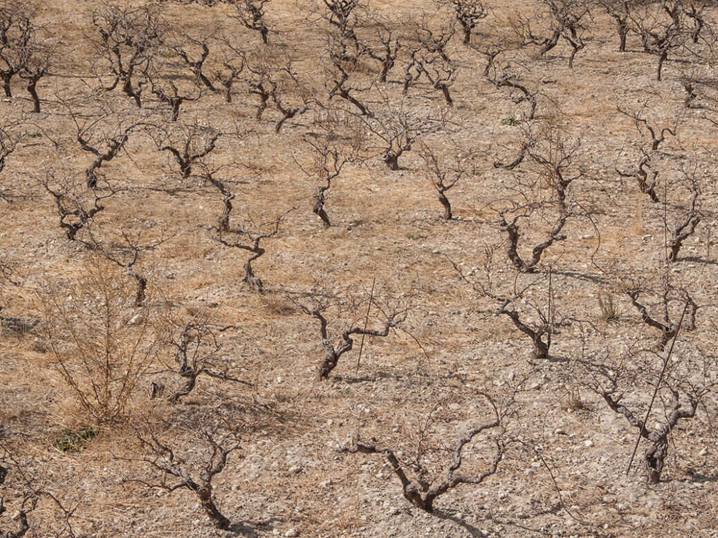 Climate change drought vineyard