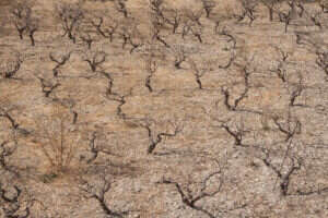 Climate change drought vineyard