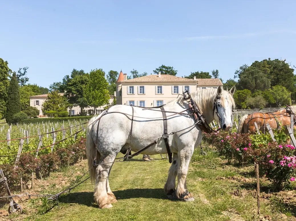 Château Troplong Mondot with horse