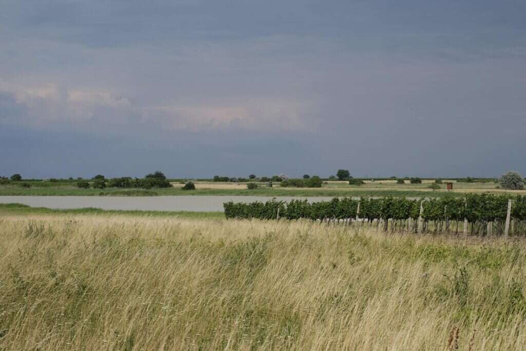 Neusiedlersee DAC Seewinkel Zweigelt