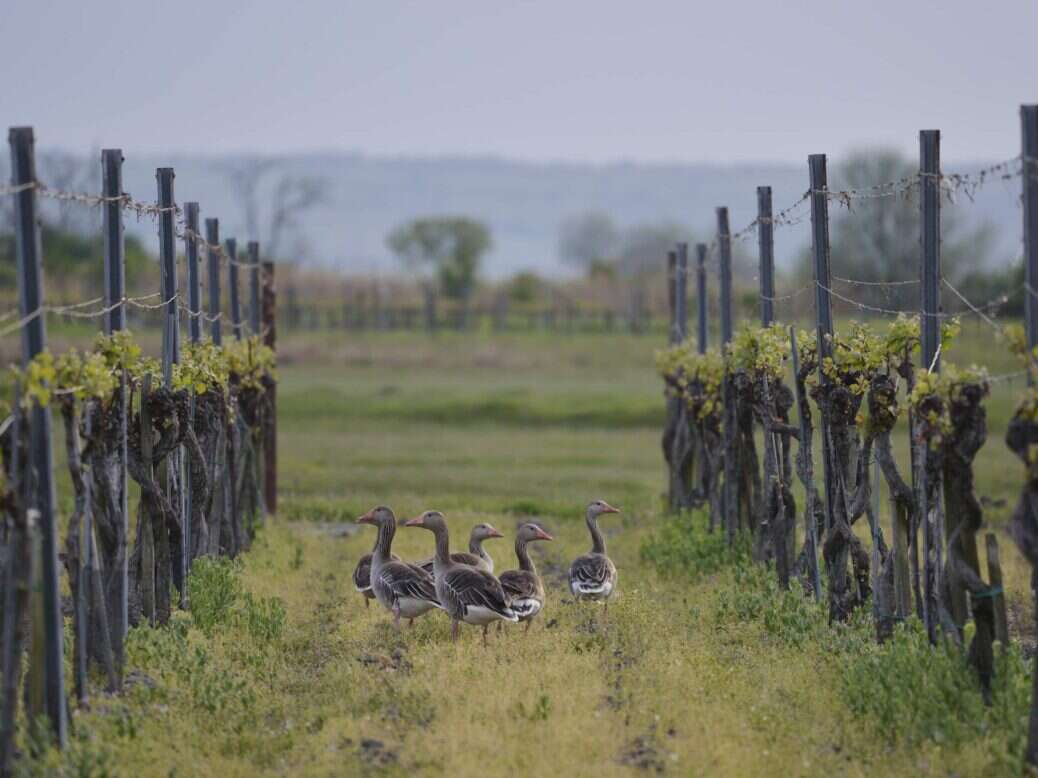 Zweigelt and ducks in Neusiedlersee Austria