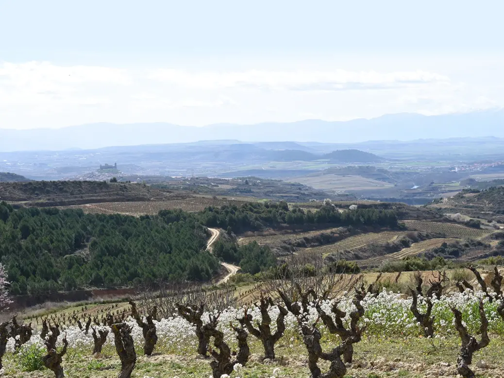 Garnacha vines in Rioja