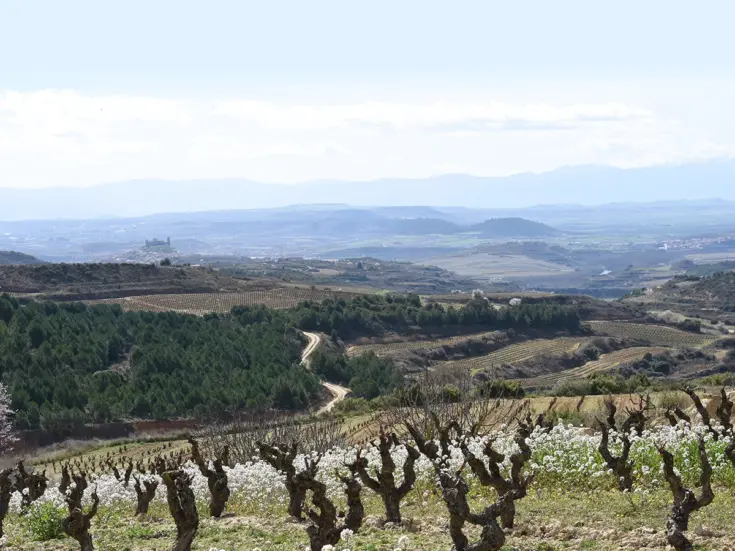 Garnacha vines in Rioja
