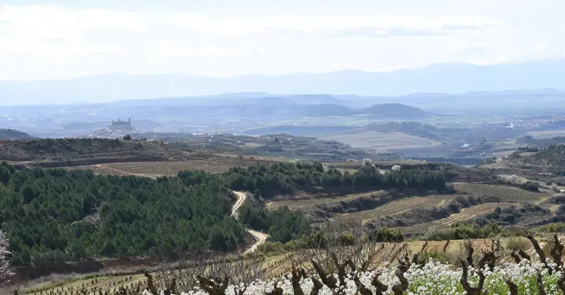 Garnacha in Rioja - Vimarsana News