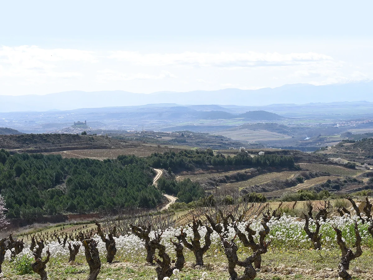 Las Garnachas of La Rioja: Past becoming future