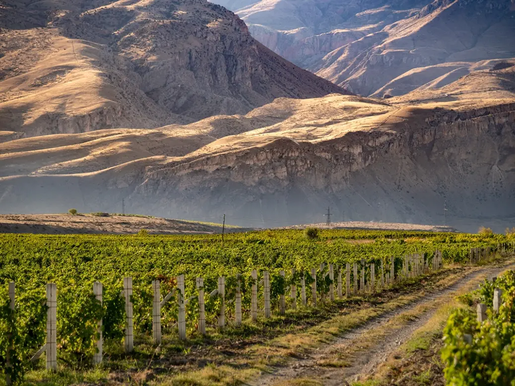 Vineyards in Vayots Dzor in Armenia