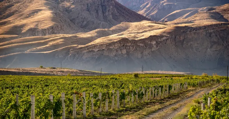 Vayots Dzor: Armenia's most exciting wine region - Vimarsana News