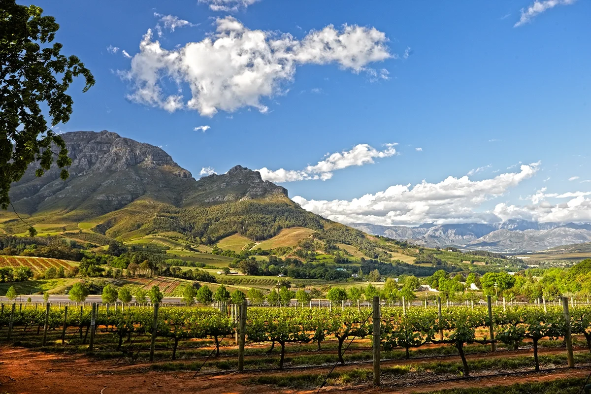 Stellenbosch Cabernet: The Other Great Cabernet Region