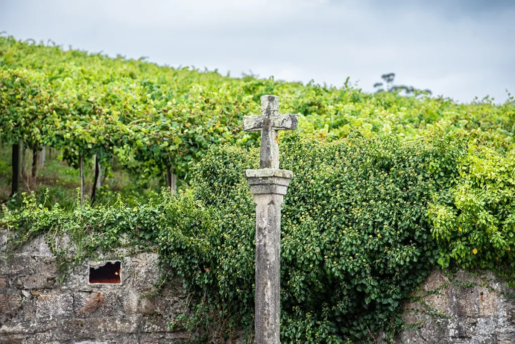 Albariño vines