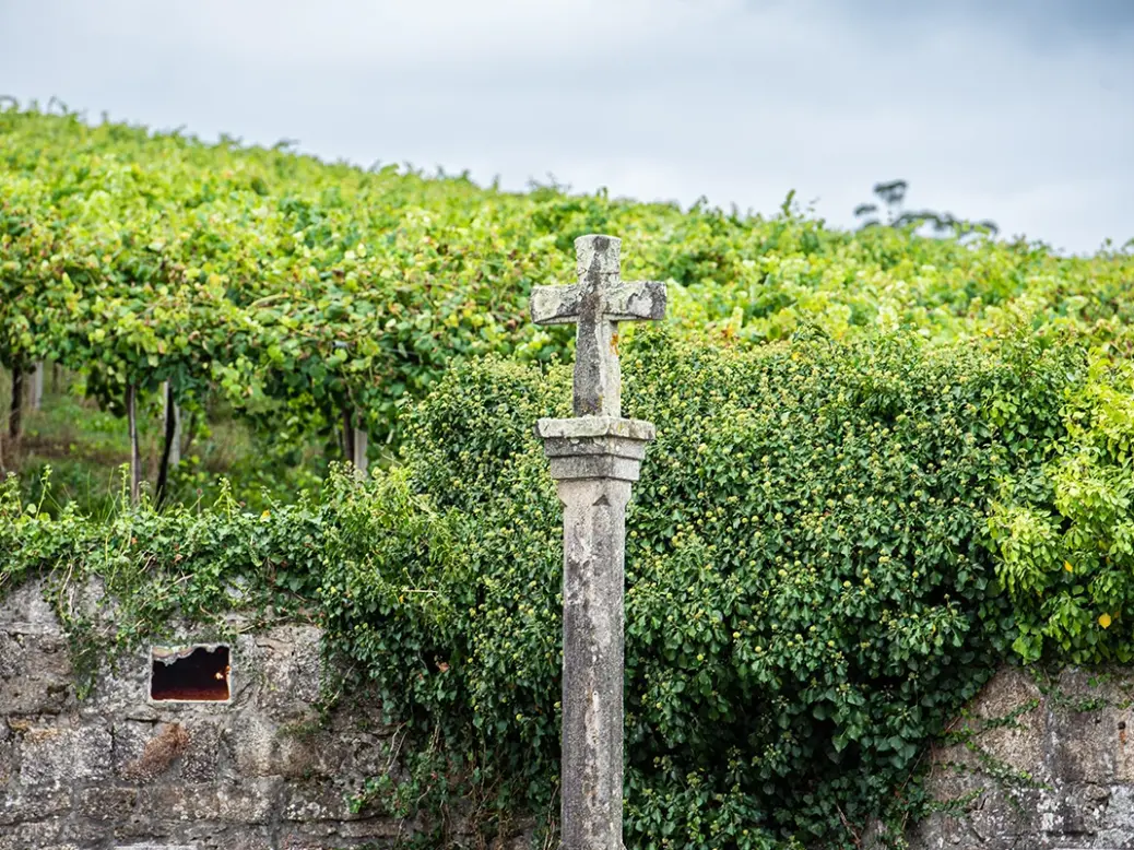 Albariño vines