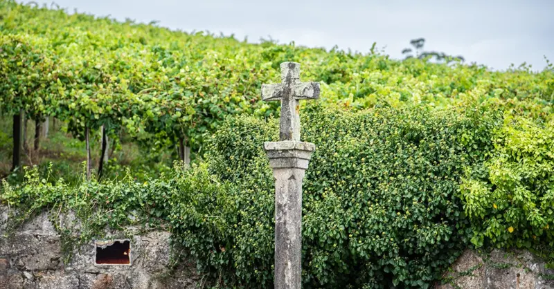 Albariño: Spain's best white wines? - Vimarsana News