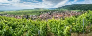Alsace grands crus Schoenenbourg vineyard