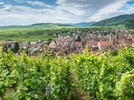 Alsace grands crus: Four for a hallelujah