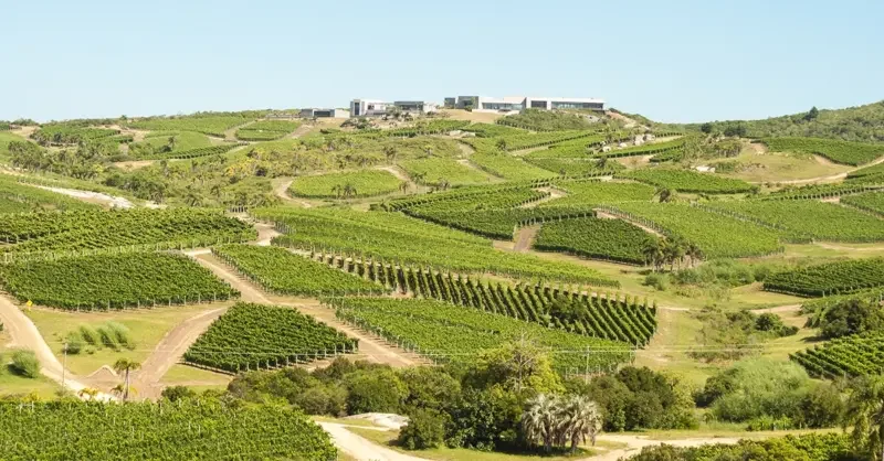 Maldonado: A South American grand cru - Vimarsana News