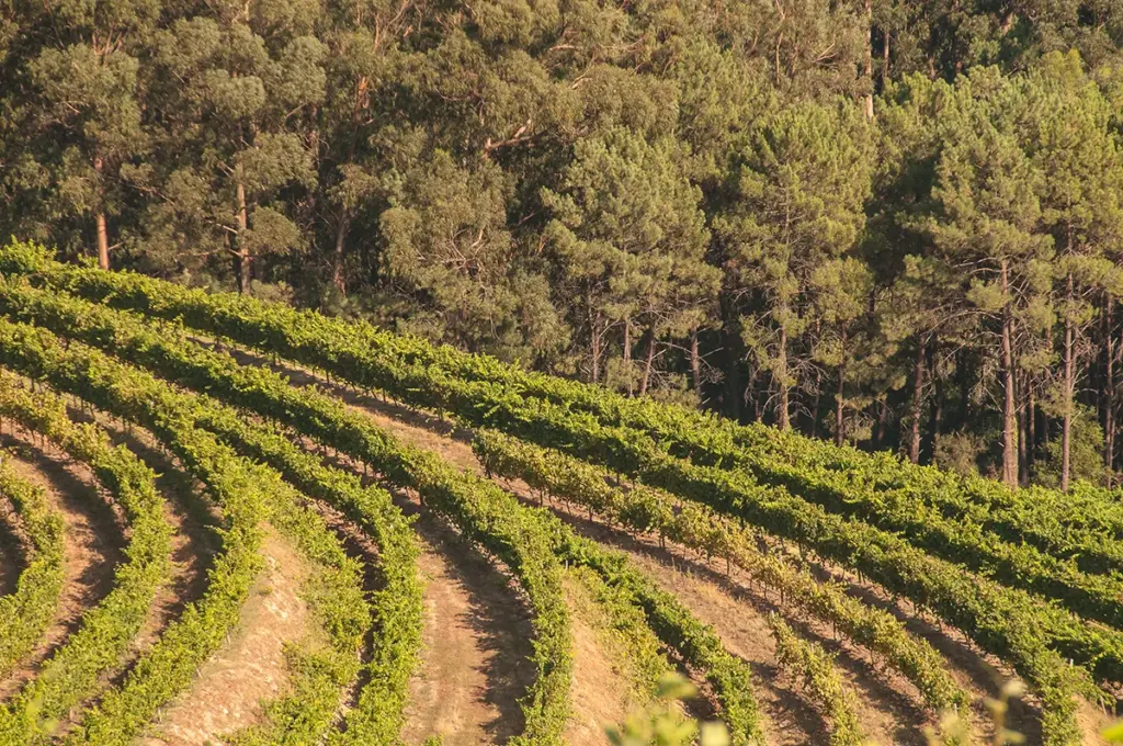 Rías Baixas vineyard