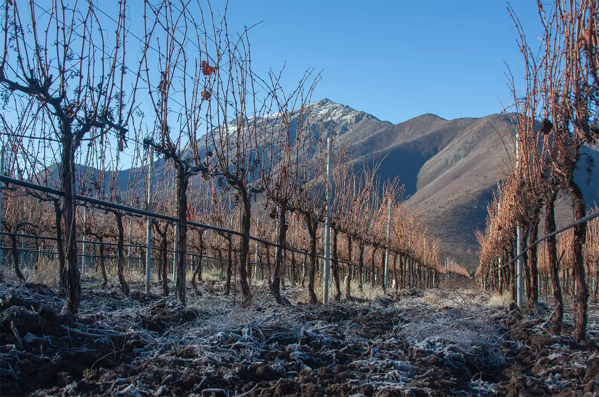 The emerging grand crus of South America: Maipo Andes