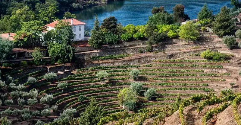 Graham's The Stone Terraces 2021 Vintage Port - Vimarsana News