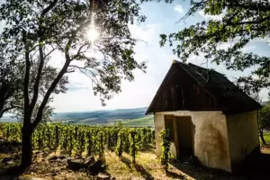 The Betsek vineyard in Mád, Tokaj Wine District