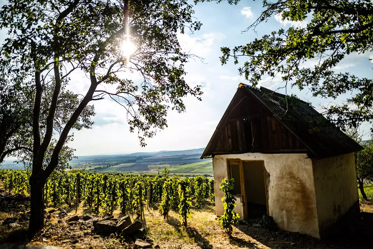 Tokaj: Drying up or drying out? Tokaj: Drying up or drying out?