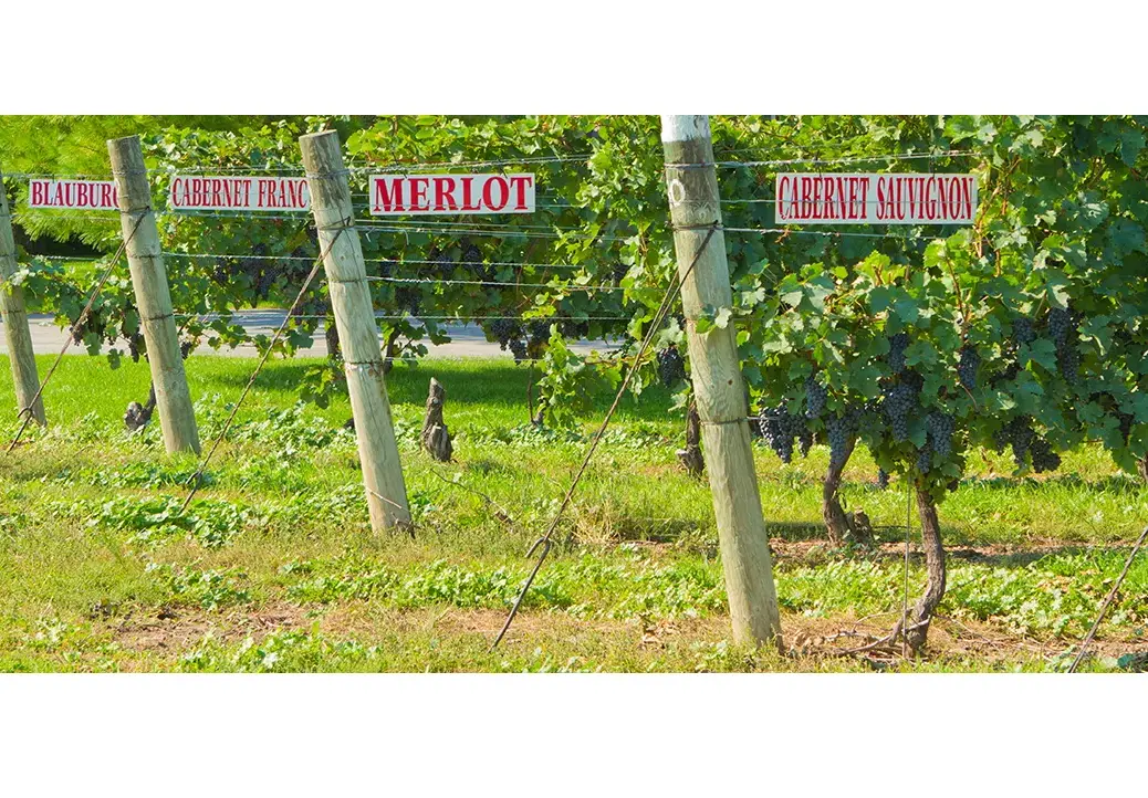 Appellations – Canadian vineyard Niagara-on-the-Lake