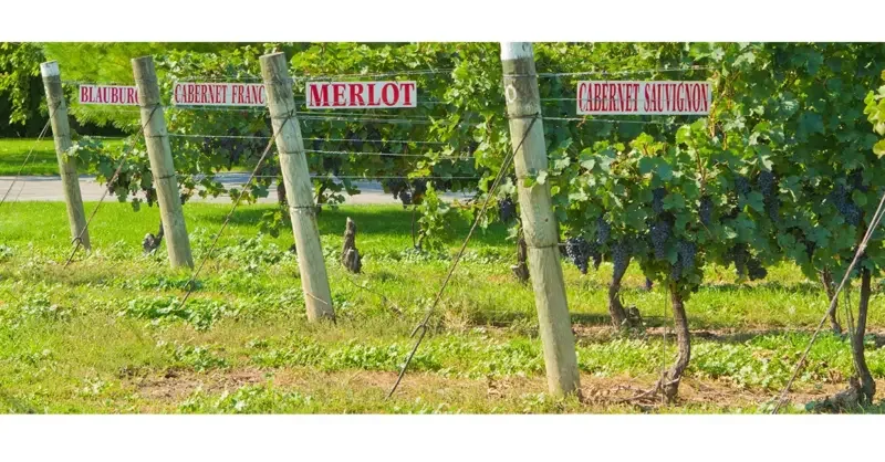 Appellations: Aspirations in Austria and Canada - Vimarsana News