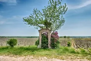 The Clos des Ores vineyard in Morey-St-Denis in the Côte de Nuits.