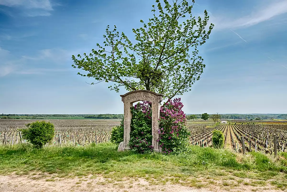 2023 Burgundy tasting notes: Côte de Nuits—Morey-St-Denis