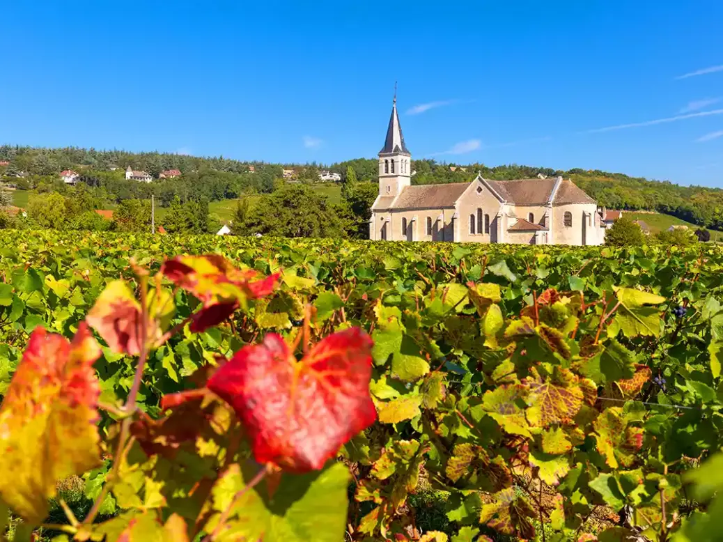 2022 Burgundy Givry vineyards
