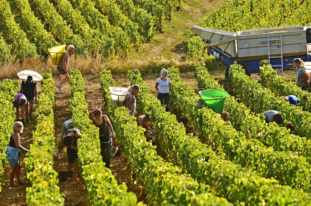 2022 Burgundy harvest