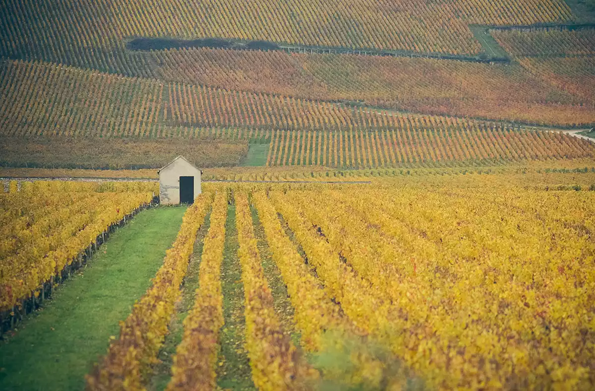 2022 Burgundy: Côte de Nuits tasting notes part II