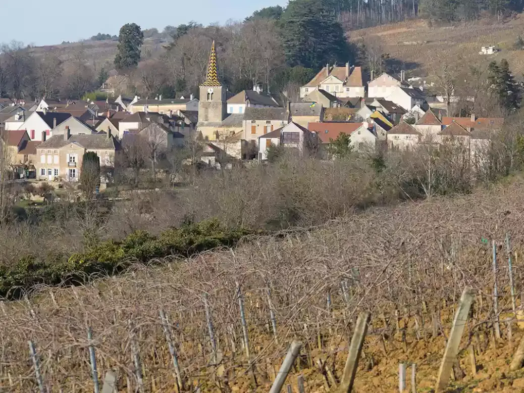 Vines in front of the village of Pernand-Vergelesses with church and small houses